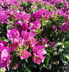 BUGAMBILIA ENANA   Presentaciones: 4 lts, 10 tls. / Exposición: Sol. / Riego: Diario.